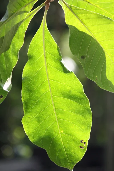 Blad — Stockfoto