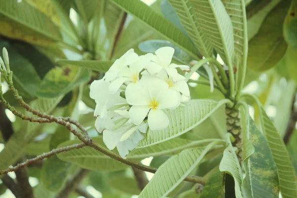 Ağaç üzerinde beyaz frangipani çiçek — Stok fotoğraf