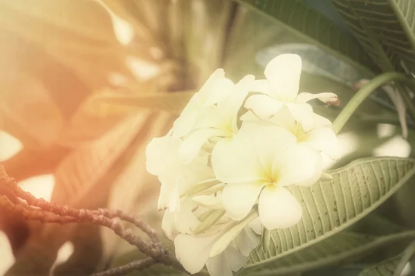 White frangipani flower on tree — Stock Photo, Image