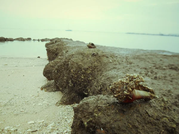 Conchas na praia — Fotografia de Stock