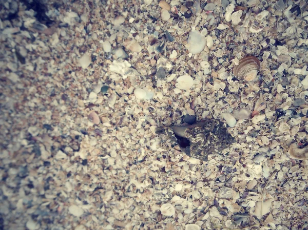 Muscheln am Strand — Stockfoto