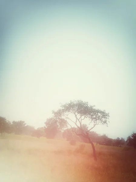 Árbol de primavera vintage con cielo —  Fotos de Stock