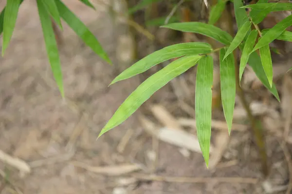 Bambu. — Stok fotoğraf