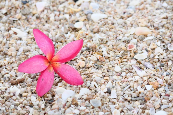 ビーチでピンクのプルメリアの花 — ストック写真
