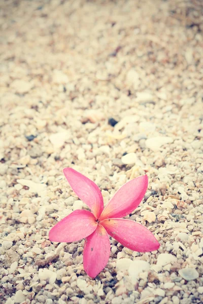 Rosa frangipani blomma på stranden — Stockfoto