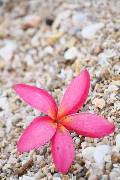 समुद्र तट पर गुलाबी फ्रेंगीपानी फूल — स्टॉक फ़ोटो, इमेज