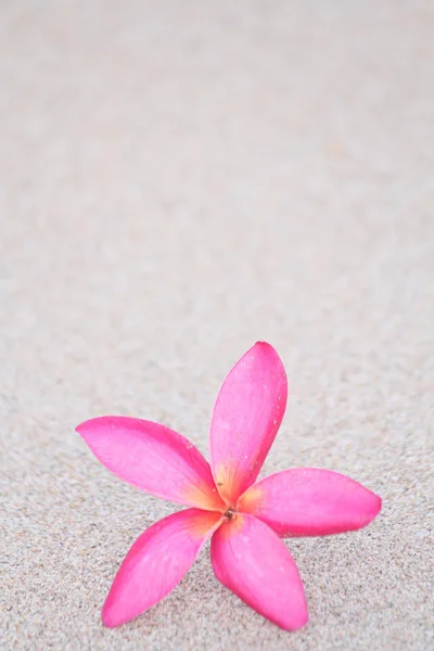 Rosa Frangipani-Blume am Strand — Stockfoto