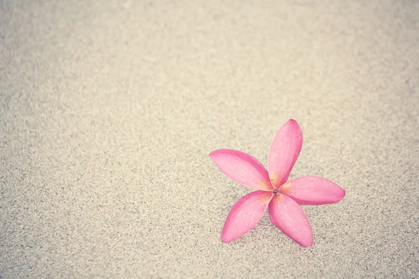 Flor de frangipani rosa en la playa — Foto de Stock