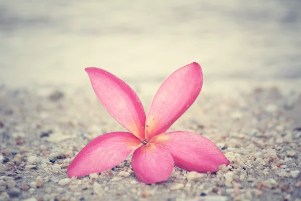 Розовый цветок франджипани на пляже — стоковое фото