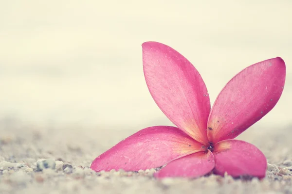 Pink frangipani flower on the beach — Stock Photo, Image