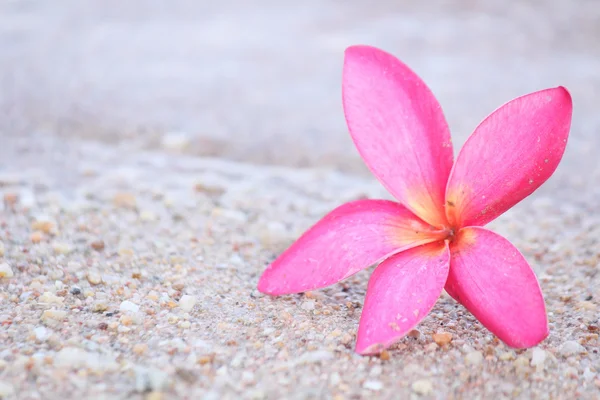 Pink frangipani flower on the beach — Stock Photo, Image