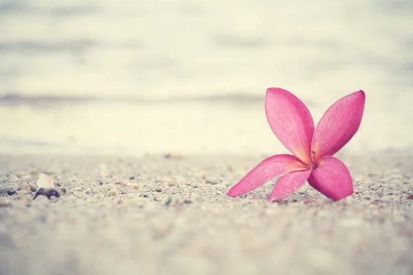 Flor de frangipani rosa na praia — Fotografia de Stock