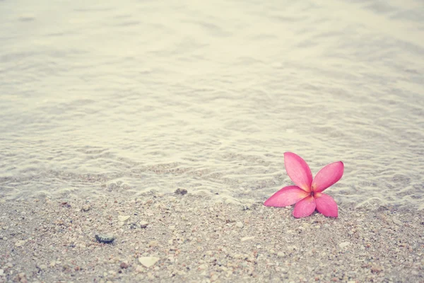 해변에서 분홍색 frangipani 꽃 — 스톡 사진