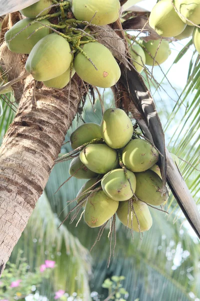 Albero di cocco — Foto Stock