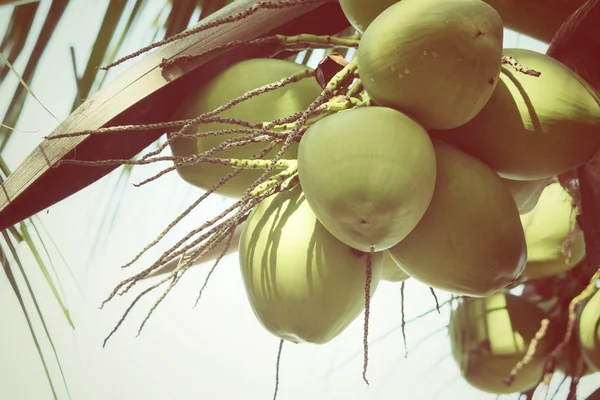 Árbol de coco —  Fotos de Stock