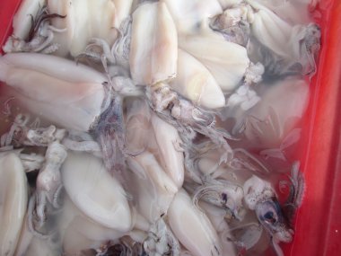 Fresh squid 