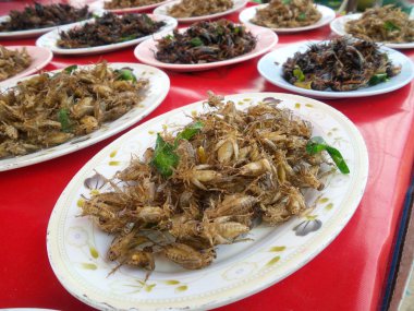 Kızarmış kriket böcek 