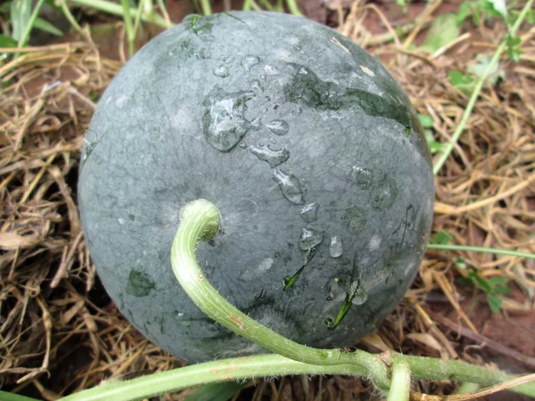 Wassermelone — Stockfoto