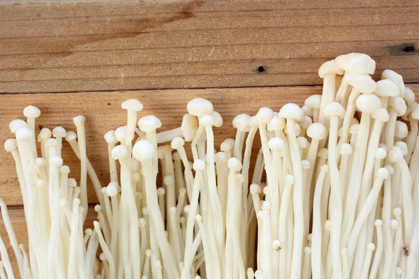 Paddenstoelen. — Stockfoto