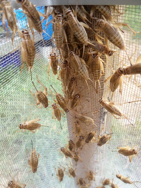 Insecte cricket — Fotografie, imagine de stoc