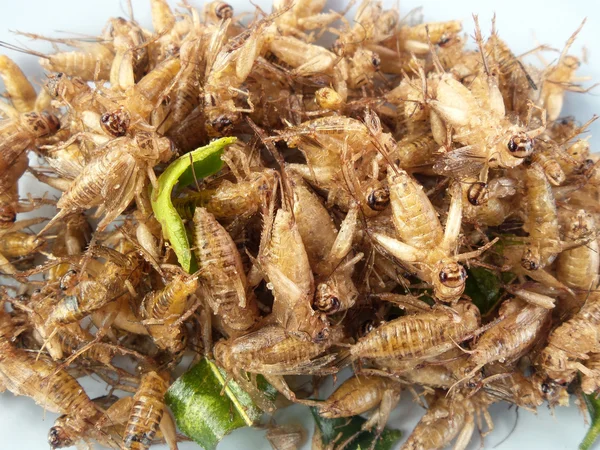 Fried cricket insect — Stock Photo, Image
