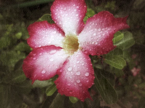 Gota de agua — Foto de Stock