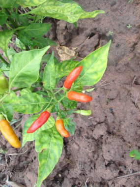 biber ağacı üzerinde