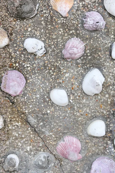 Muscheln an der Wand — Stockfoto