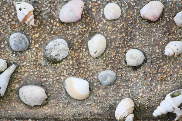 Muscheln an der Wand — Stockfoto