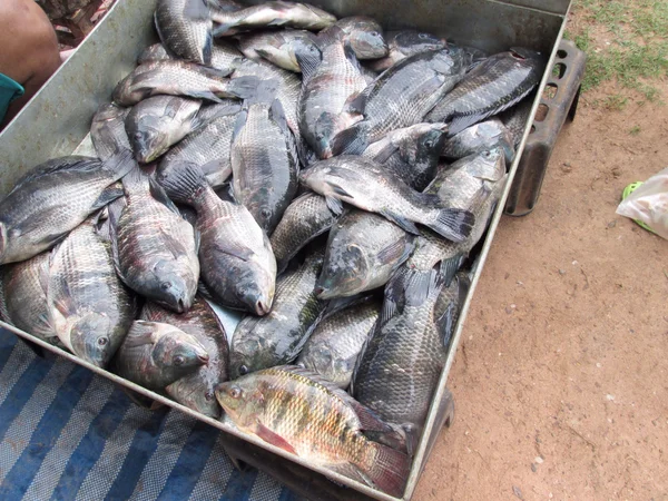 Pescado fresco — Foto de Stock