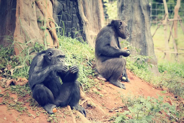 Chimpanzee monkey — Stock Photo, Image