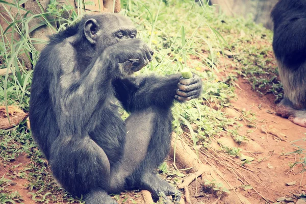 Chimpanzee monkey — Stock Photo, Image