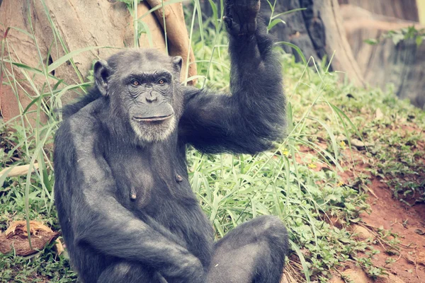 Chimpanzee monkey — Stock Photo, Image