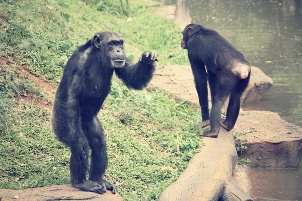 Chimpanzee monkey — Stock Photo, Image