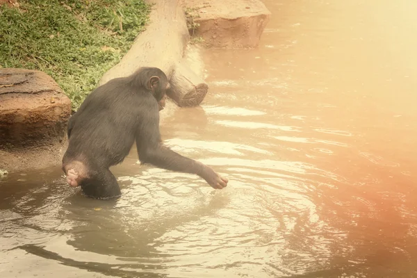 Chimpanzee monkey — Stock Photo, Image