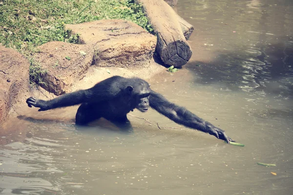 Csimpánz majom — Stock Fotó