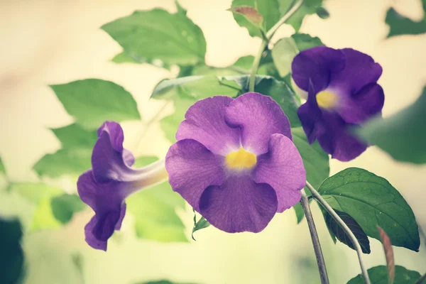 Fiori viola — Foto Stock