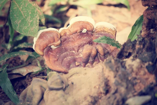Ganoderma lucidum - ling zhi gombát. — Stock Fotó
