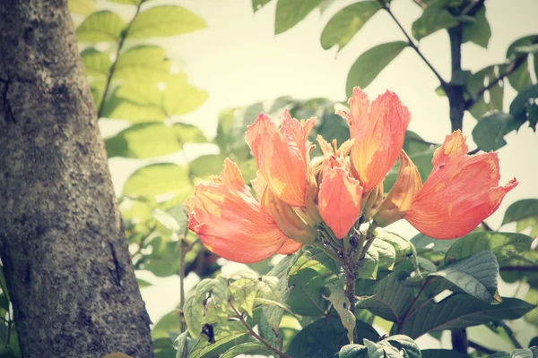 Orange blommor — Stockfoto