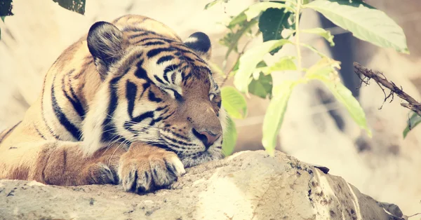 De tijger — Stockfoto