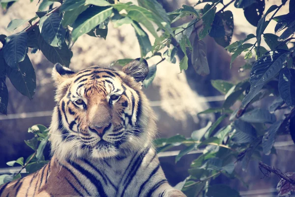 De tijger — Stockfoto