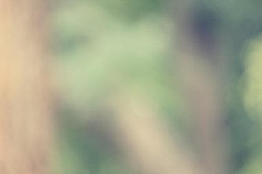 bulanık orman arka plan