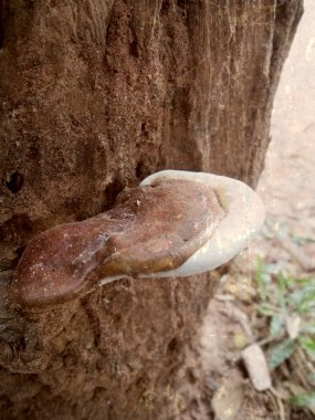 Ganoderma Lucidium - ling zhi mantar.