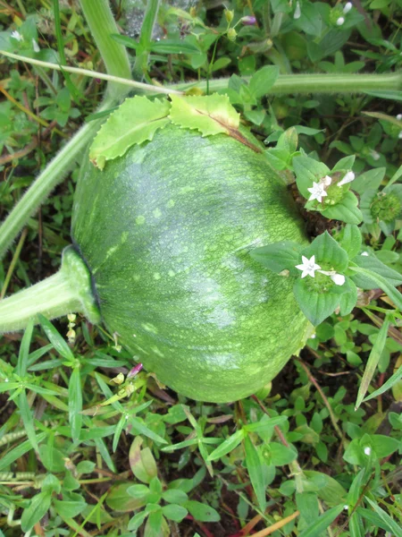 Citrouille verte — Photo