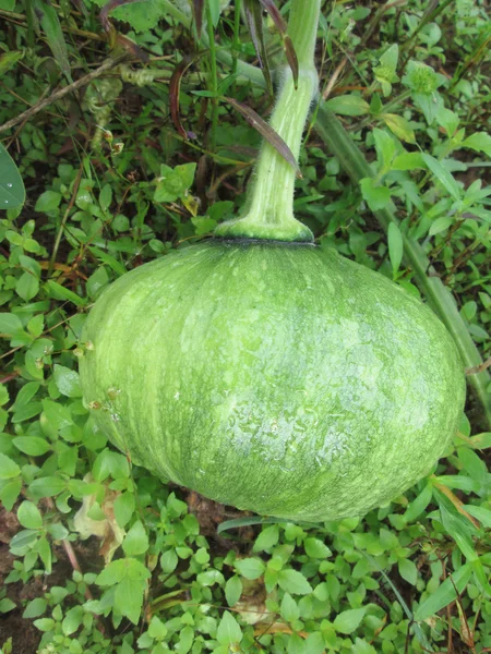 Grüner Kürbis — Stockfoto