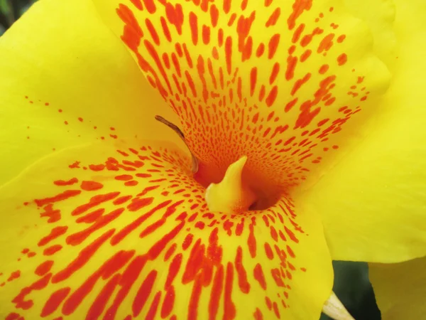 Giglio di Canna — Foto Stock