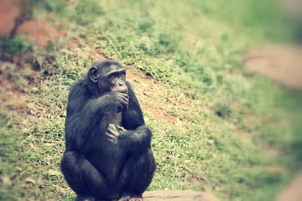 Mono chimpancé — Foto de Stock
