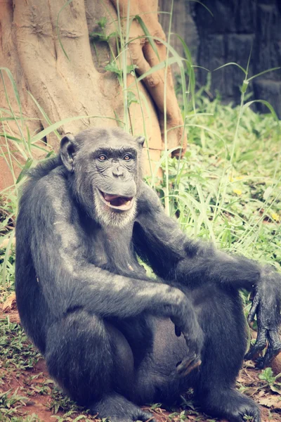 Chimpanzee monkey — Stock Photo, Image