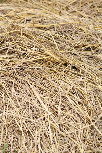 Dry grass — Stock Photo, Image