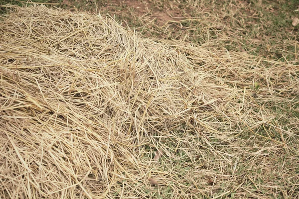 Trockenes Gras — Stockfoto